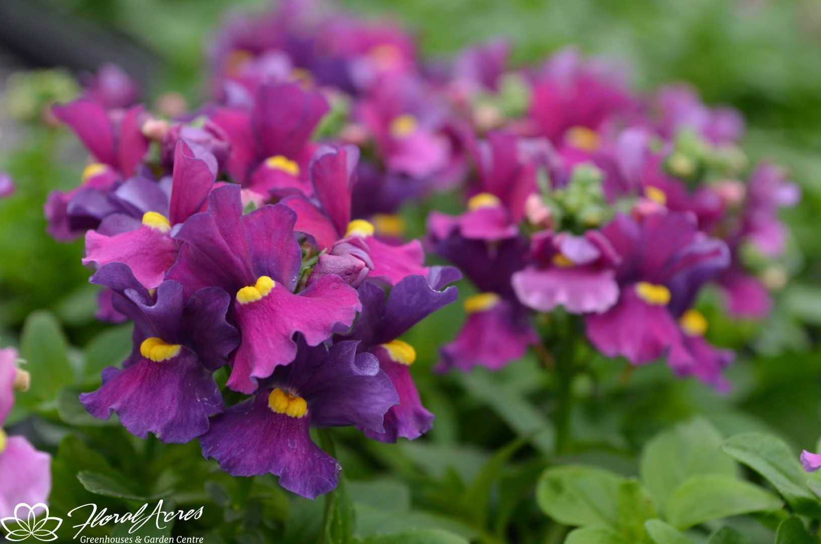 Nemesia Escential Bumbleberry Floral Acres